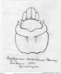 Historische Skizze/Zeichnung von Glaessneropsis tribulosa (Schweitzer & Feldmann, 2009) (NHMW-AFW-GEO-BACHMAYER-FOTO-1990-0041-3115)